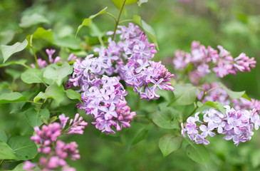 beautiful lilac flowers in nature