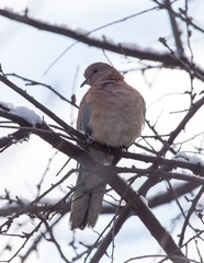 dove on the tree in winter