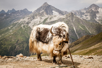 Obraz premium Yak in the Caucasians 