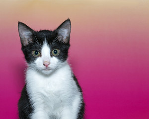 Tuxedo Tabby Kitten portrait on a pink and yellow background. Copy space provided.