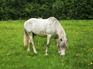 Naklejka na ściany i meble Horse in Sukhanovo homestead. Moscow region. Russia