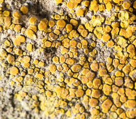 moss on nature. close-up