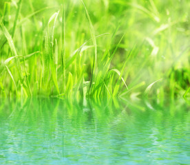 Obraz premium Natural background with green grass with morning dew and water