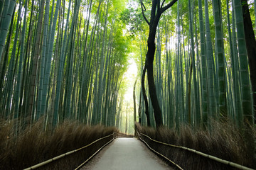 Obraz premium 嵐山の竹林