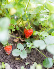 red strawberries in the garden