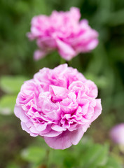 a beautiful pink rose in nature