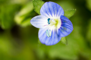 small blue flower. super macro - Powered by Adobe