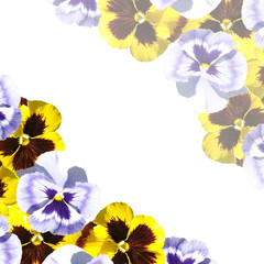 Delicate floral pattern. Pansies 