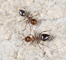 little ant in nature. macro