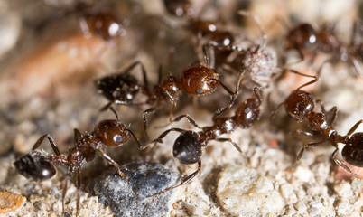 little ant in nature. macro