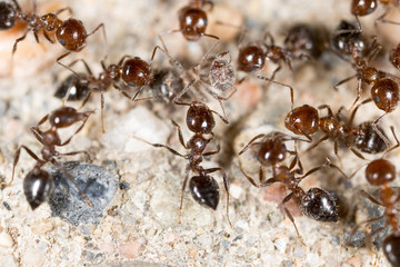 little ant in nature. macro