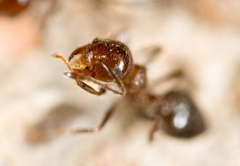 little ant in nature. super macro