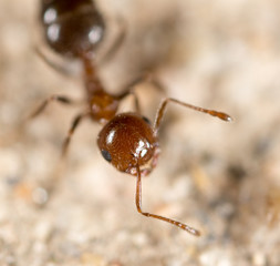 little ant in nature. super macro
