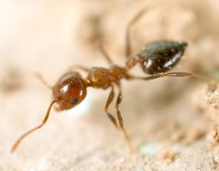 little ant in nature. super macro