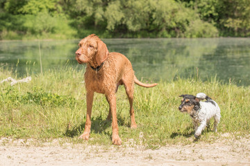 Vizsla und Jack Russell - Freundschaft
