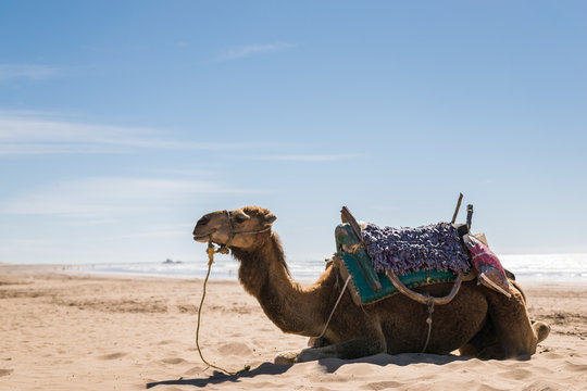 Arabian camel beach