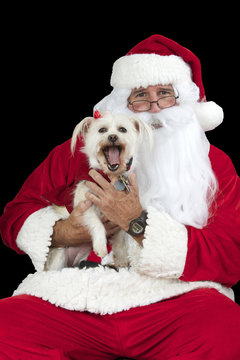 Santa Claus with white long haired small dog Isolated on black background