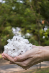 natural product, raw cotton flowers on woman's hand on green yar