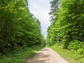 Szutrowa droga przez las © jakubczajkowski