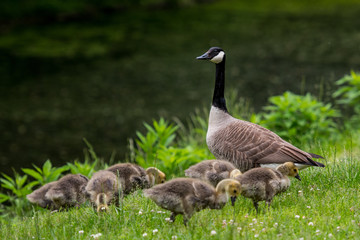 Adult Goose Keeps Watch While Chicks Search For Food