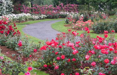 Rose Garden Blur