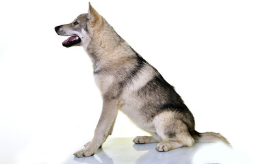 Chien-loup tchécoslovaque 