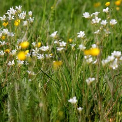 Beautiful field of buttercups and stitchwort at springtime