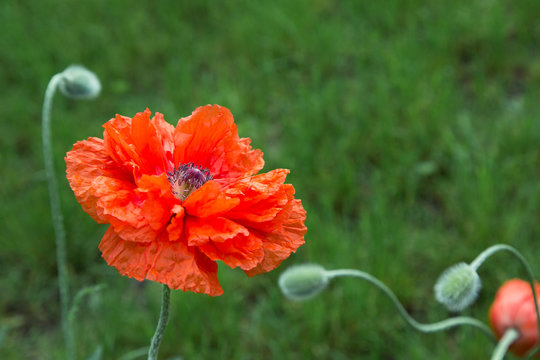 Fototapeta Summer background with big poppy flowers
