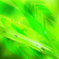 abstract background green leaves and water drops.vector background