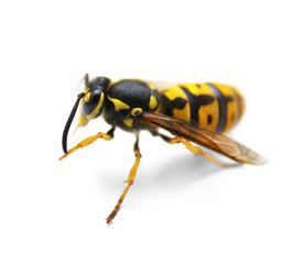 Wasp on white background
