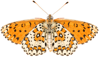 The Melitaea trivia lesser spotted fritillary beautiful butterfly isolated on white background, ventral view.