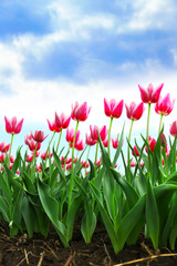 Beautiful colorful tulip fields