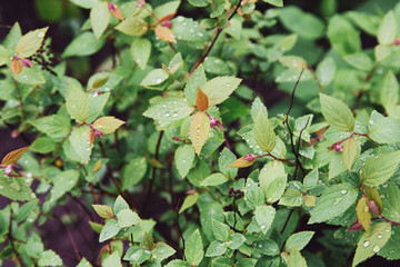 Rain droplets on green leaves in summer