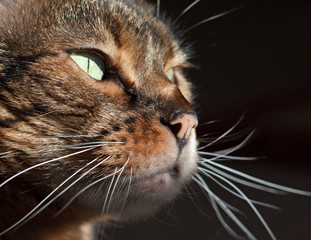 Bengal cat - portrait