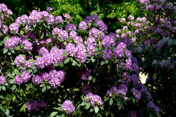 beautiful pink Rhododendron tree blossoms