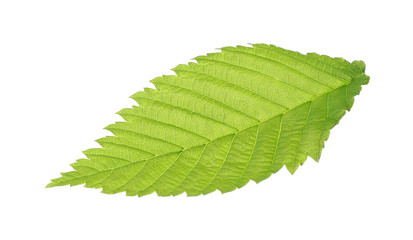 Green leaf isolated on white
