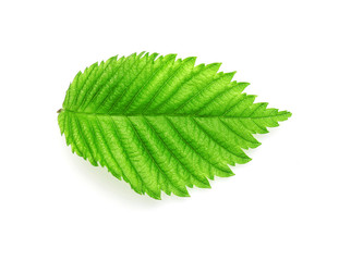 Fototapeta premium Fresh green leaf with detailed veins and serrated edges isolated on a clean white background, the leaf showcases intricate natural textures and vibrant color, growth and environmental concepts