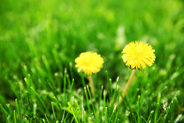 Yellow dandelion in green grass
