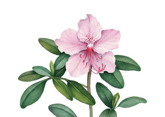 Watercolor flower illustration