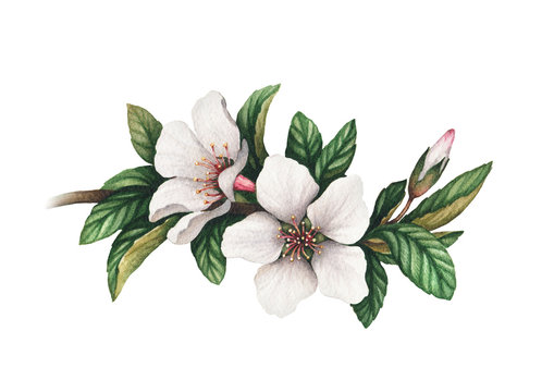 Watercolor flowers illustration