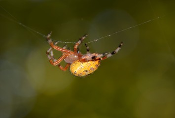 Colorful yellow spider crawling along it's silk thread web
