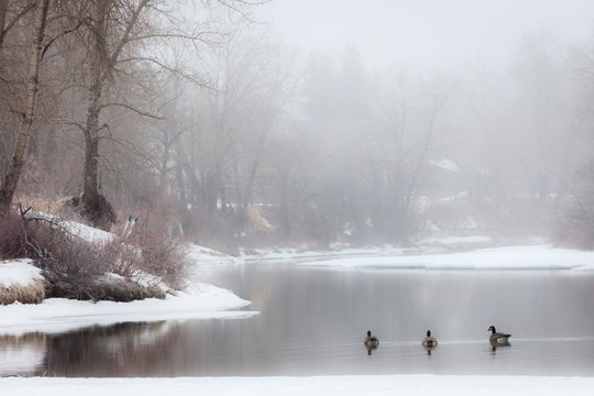 Stanley Park In The Fog