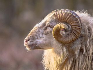 Ancient breed of long-tailed sheep