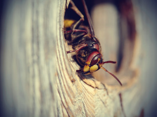 Big wasp - hornet