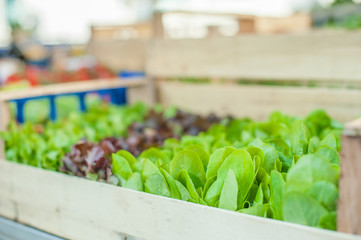 Green salad leaves on market stall detail