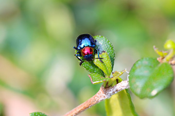 blue scarabaeidae on branch tree in the garden.