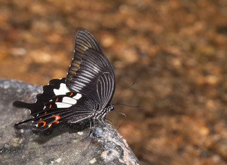 Fototapeta na wymiar Red helen butterfly eating mineral on the stone in the nature