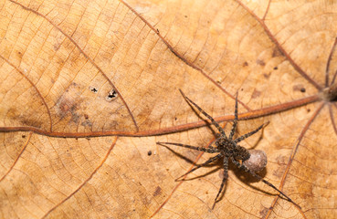 Spider predator wait for victim in the nature