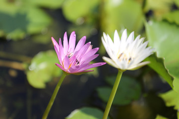 Obraz premium Lotus in a pond with bloom.