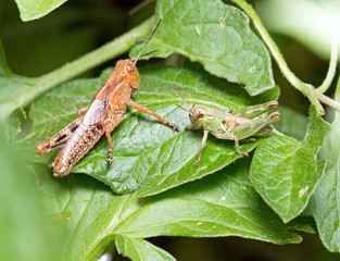 two grasshoppers- close up